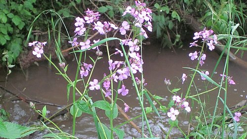 Blumen vor einem Gewässer