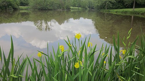 Blick auf den See mit Blumen