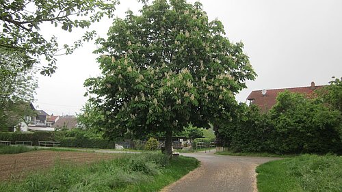 Großer Baum
