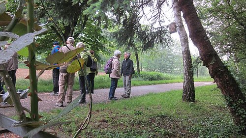 Wanderung im Wald