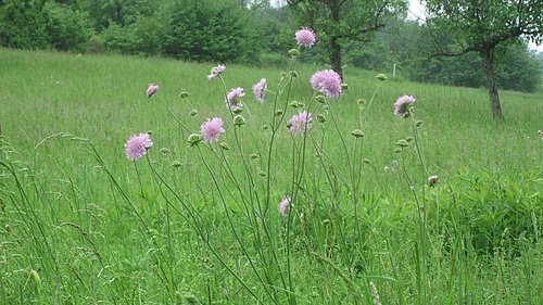Blumen Nahaufnahme